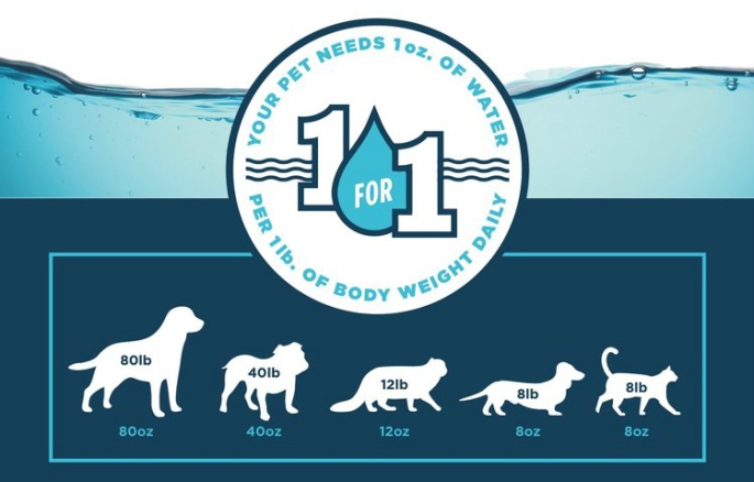 Pet Hydration Blog