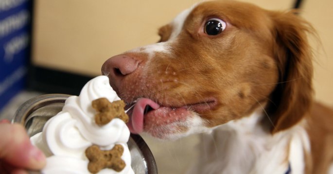 Dog Ice Cream.jpeg